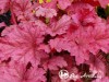 Alūnė ,Berry Smoothie' (lot. Heuchera)